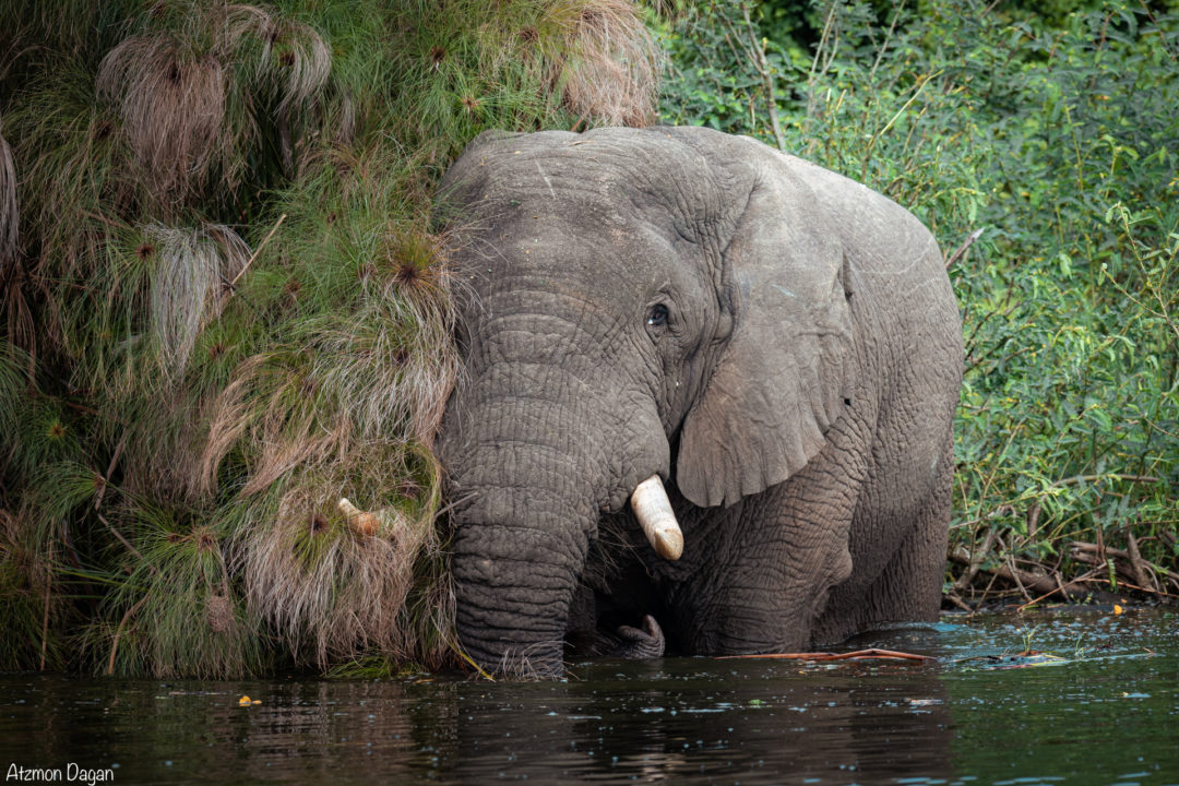 פילים ברואנדה
